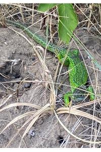 Lézard à deux raies
