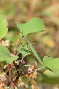 <i>Mantis religiosa</i>