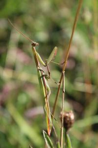 <i>Mantis religiosa</i>