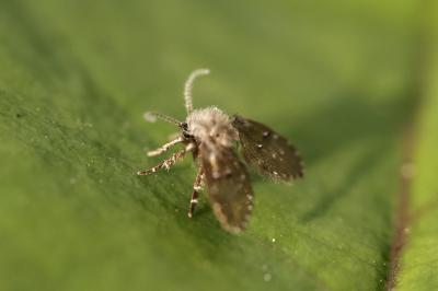 <i>Clogmia albipunctata</i>