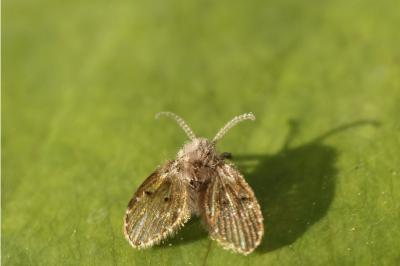 <i>Clogmia albipunctata</i>