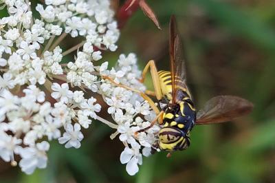 <i>Spilomyia saltuum</i>
