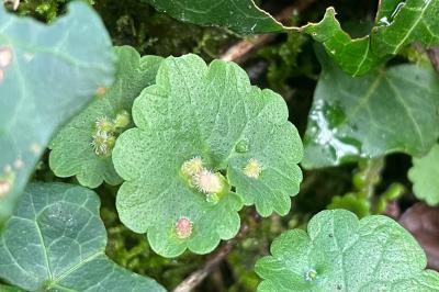 <i>Rondaniola bursaria</i>