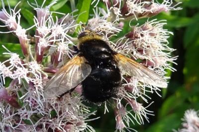 <i>Tachina grossa</i>