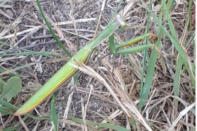 <i>Mantis religiosa</i>