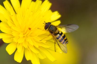 <i>Syrphus ribesii</i>