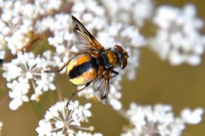 <i>Ectophasia crassipennis</i>