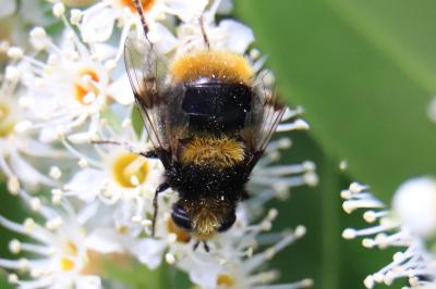 <i>Mallota fuciformis</i>