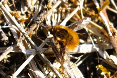 <i>Bombylius major</i>