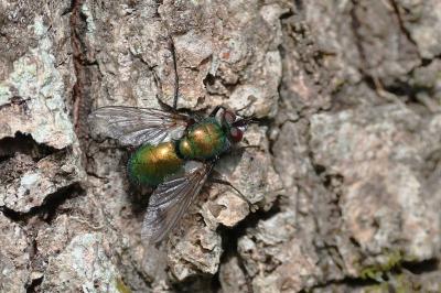 <i>Gymnocheta viridis</i>
