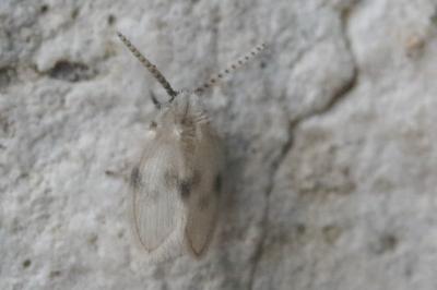 <i>Psychoda surcoufi</i>