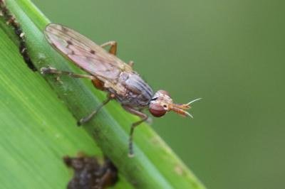 <i>Elgiva cucularia</i>