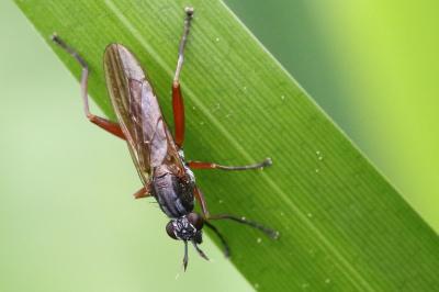 <i>Sepedon sphegea</i>