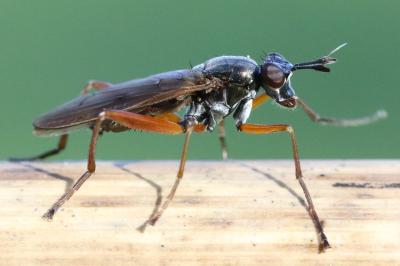 <i>Sepedon sphegea</i>