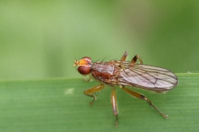 <i>Norellisoma spinimanum</i>