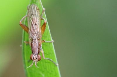 <i>Sepedon spinipes</i>