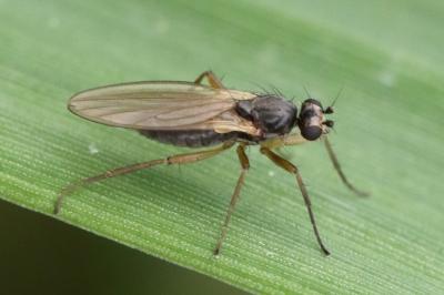 <i>Lonchoptera lutea</i>