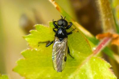 <i>Bibio johannis</i>