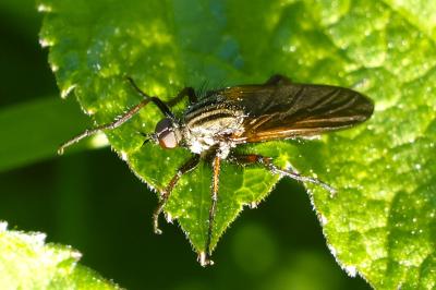 <i>Empis tessellata</i>