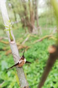 <i>Bombylius major</i>