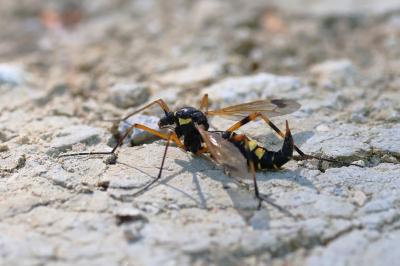 <i>Ctenophora festiva</i>