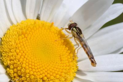 <i>Sphaerophoria scripta</i>