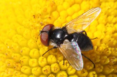 <i>Elomya lateralis</i>