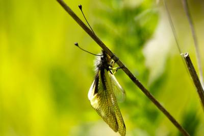 <i>Libelloides coccajus</i>