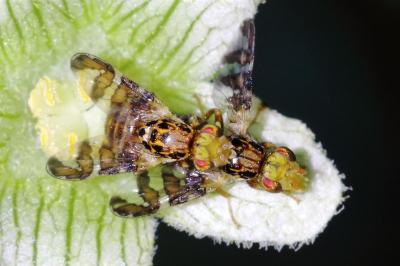 <i>Goniglossum wiedemanni</i>