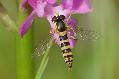<i>Sphaerophoria scripta</i>
