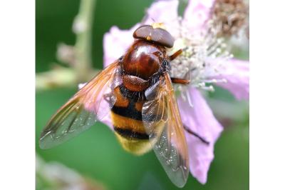 <i>Volucella zonaria</i>