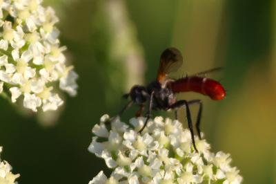 <i>Cylindromyia bicolor</i>