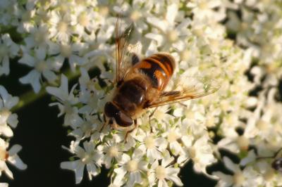 <i>Eristalis tenax</i>