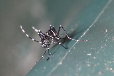 Stegomyia albopicta