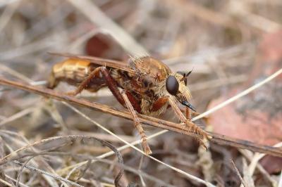 <i>Asilus crabroniformis</i>
