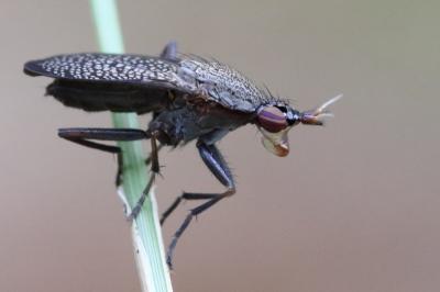 <i>Coremacera marginata</i>