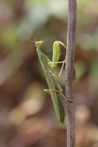 <i>Mantis religiosa</i>