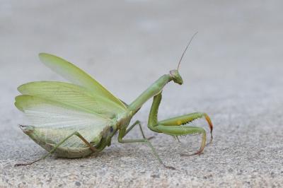 <i>Mantis religiosa</i>