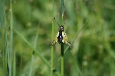 <i>Libelloides coccajus</i>