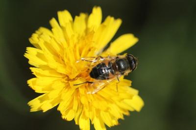 <i>Eristalis</i>