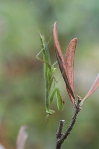 <i>Mantis religiosa</i>