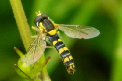 <i>Sphaerophoria scripta</i>