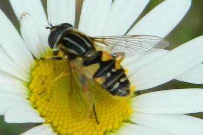 <i>Helophilus pendulus</i>