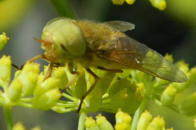 <i>Atylotus fulvus</i>