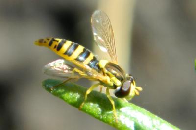 <i>Sphaerophoria scripta</i>