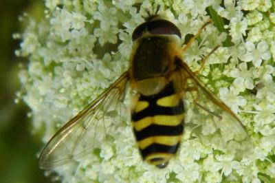 <i>Syrphus ribesii</i>