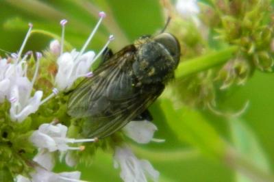 <i>Graphomya maculata</i>