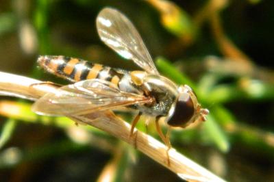 <i>Episyrphus balteatus</i>