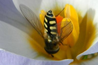 <i>Eupeodes luniger</i>
