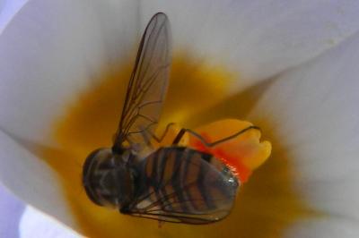 <i>Episyrphus balteatus</i>